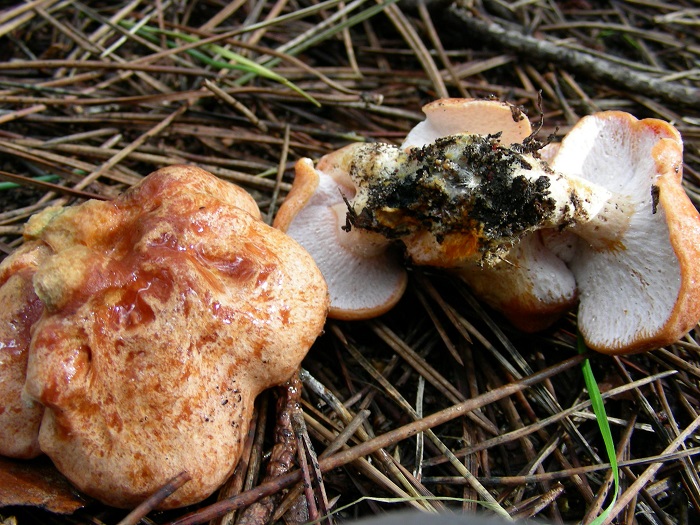 584 Febbraio vecchio ritrovamento